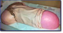 TS 005 Tort dla dorosłych Penis